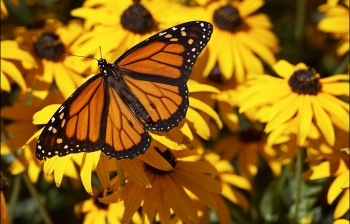 “ Butterfly”